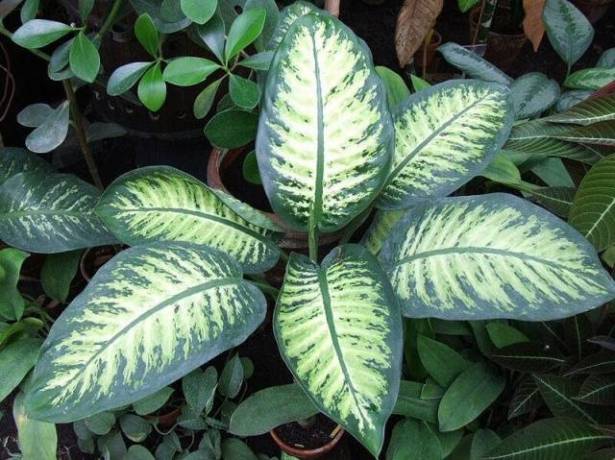 Image result for poisonous plants in india