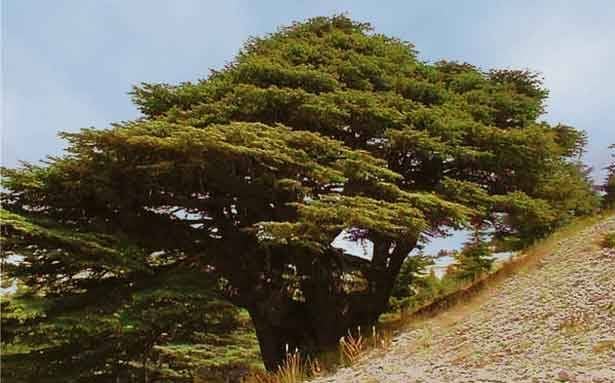 بحبك يا لبنان !ثريا عاصي 1 sourya 526450 large
